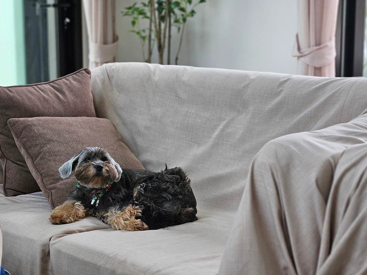 Covered Sofas