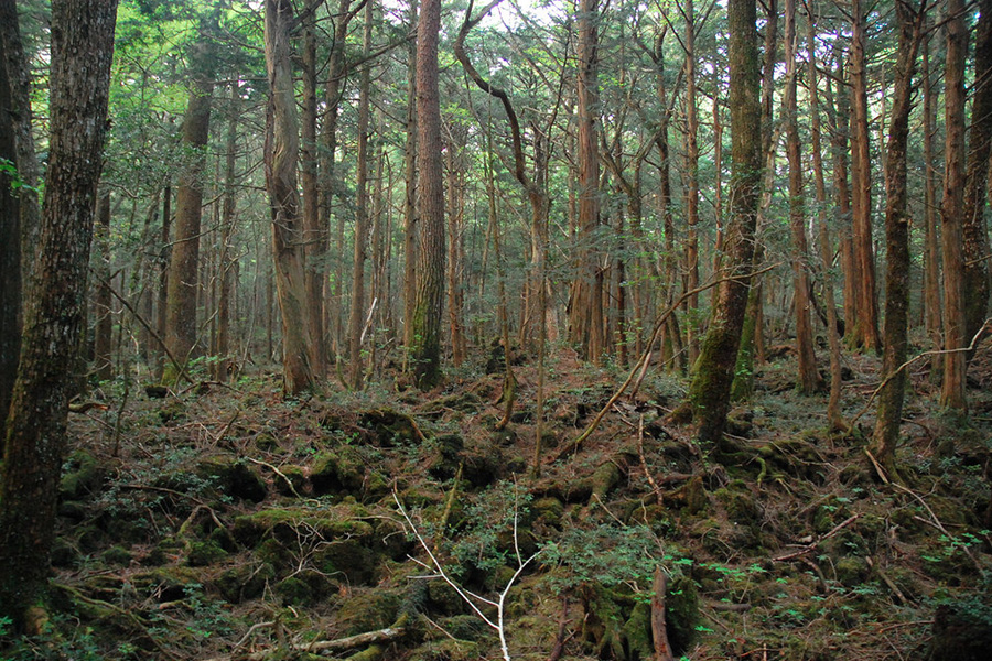 Aokigahara