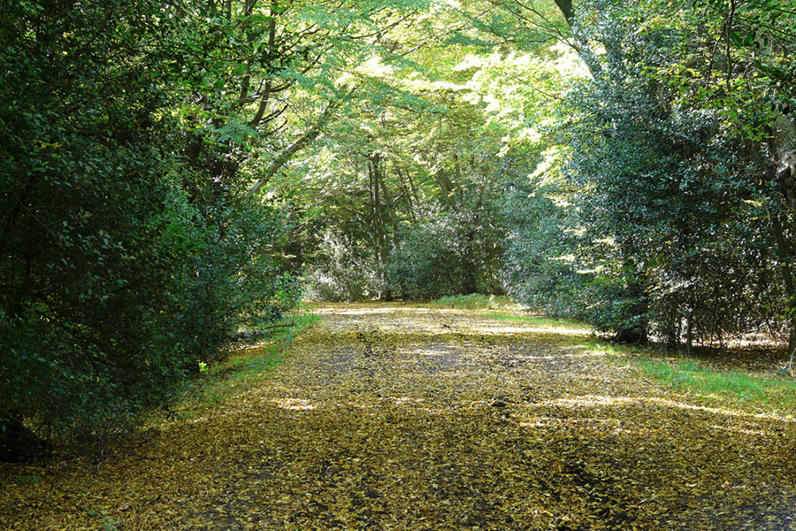 Epping Forest