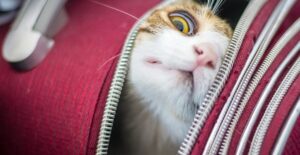 A traveling cat