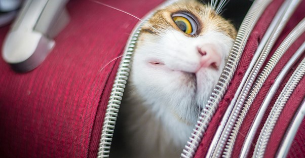 A traveling cat