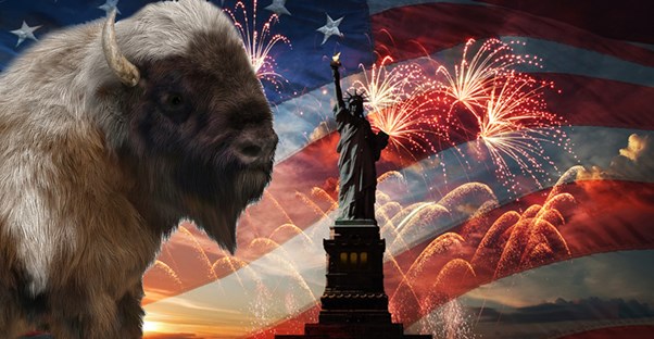 A patriotic buffalo