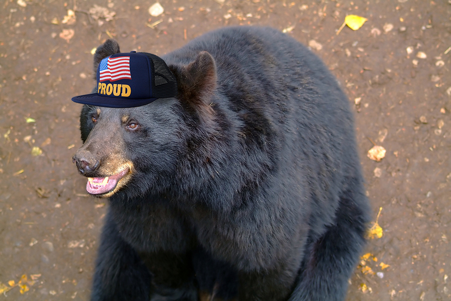 3. Black Bear