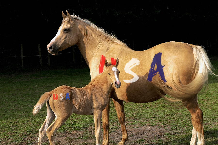 4. North American Quarter Horse