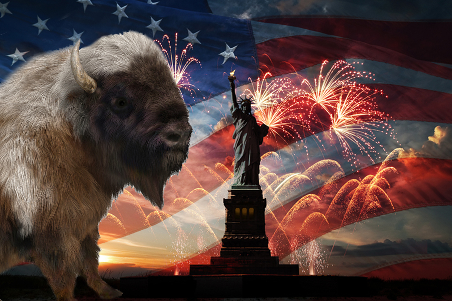 6. American Bison