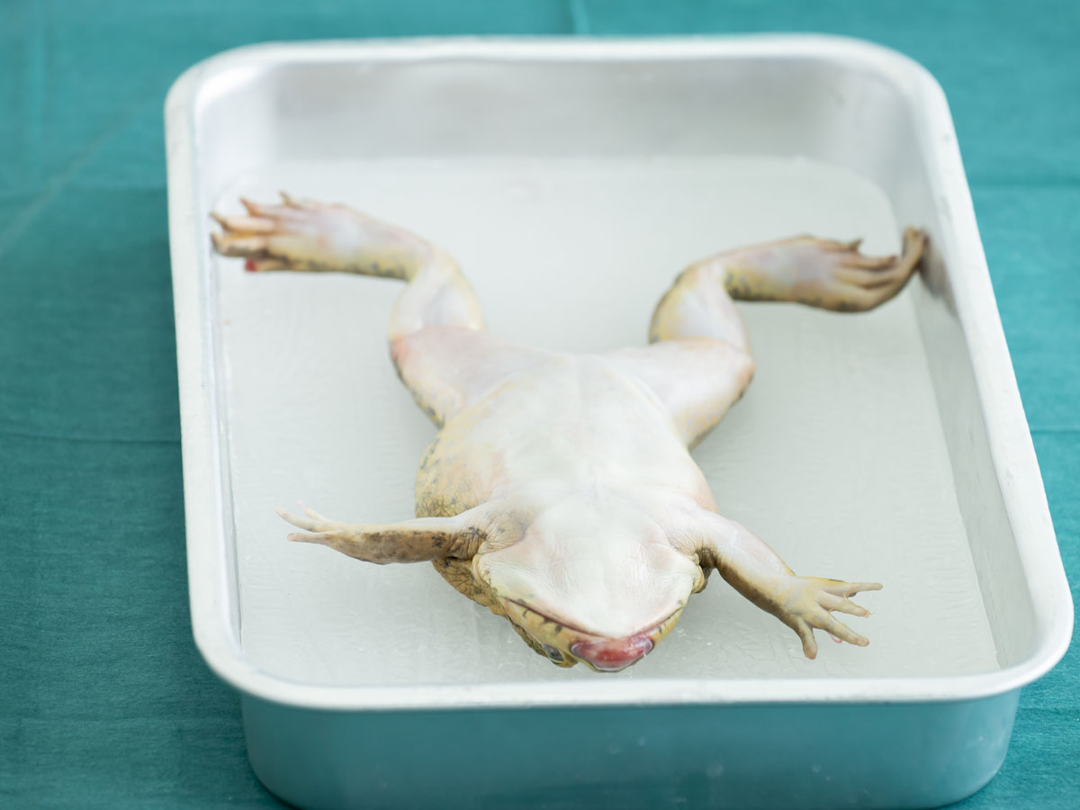 How to Dissect an Animal