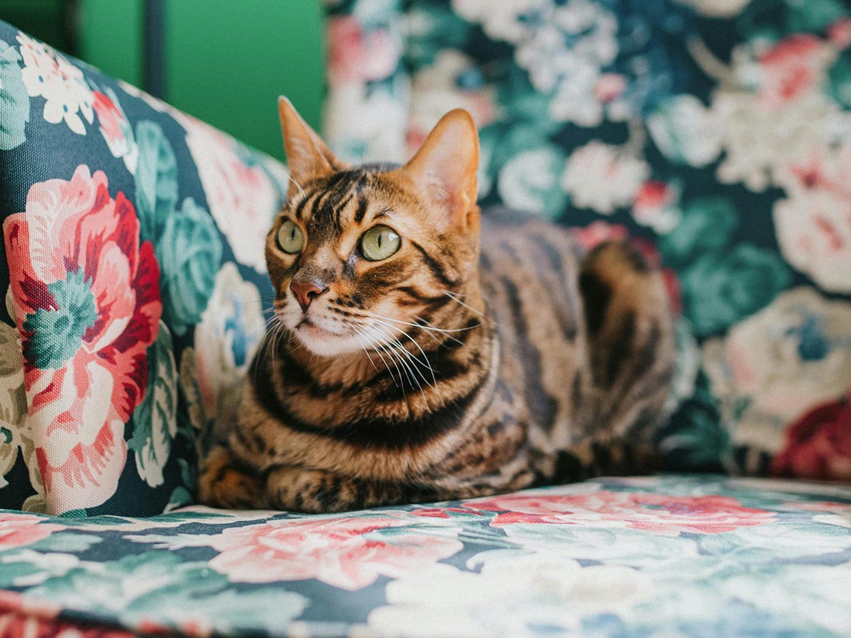 Using Floral Print Furniture