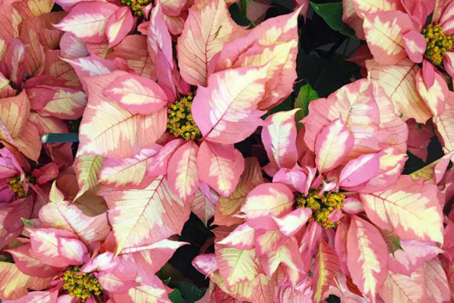 Don't: Buy Poinsettias
