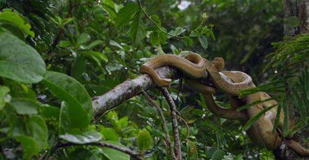 Snake island