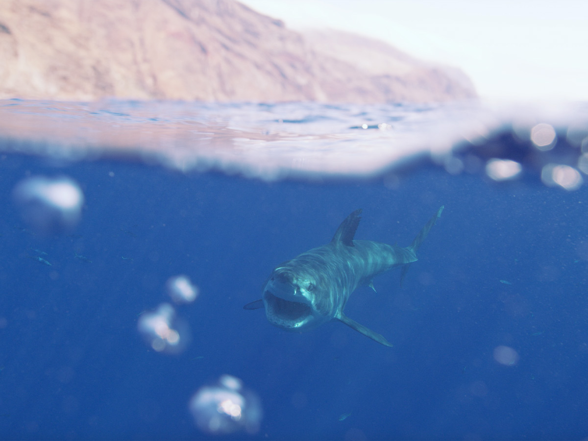 Guadalupe Island, Mexico