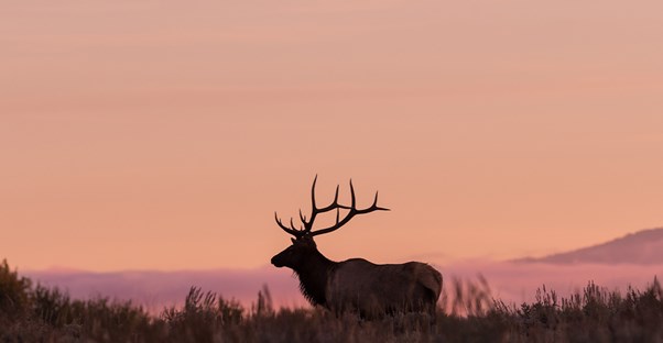 The Best Hunting Areas Across the U.S.