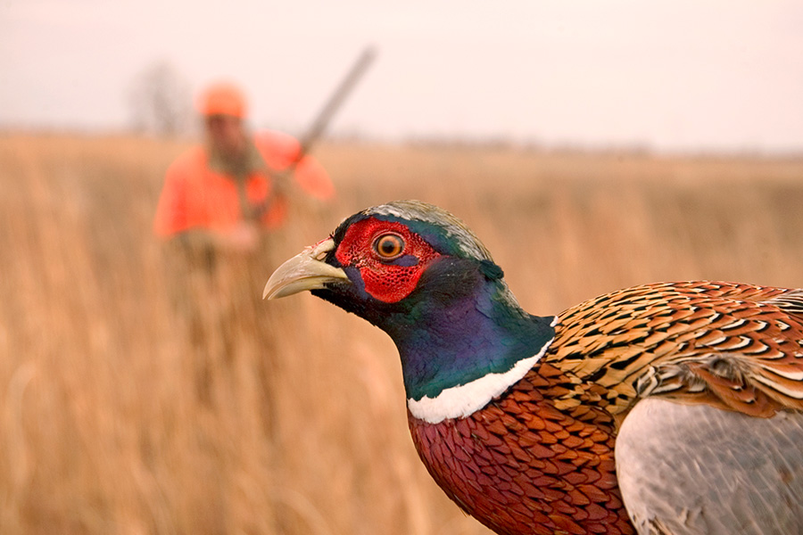 Pierre, South Dakota: Pheasant