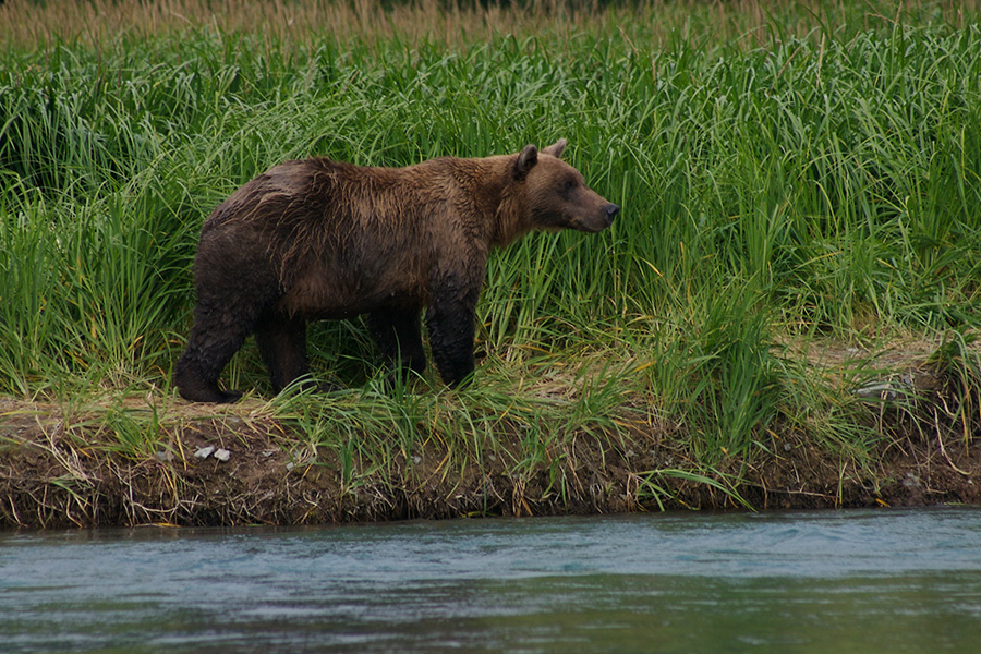 Talkeetna, Alaska: Bears & Wolves
