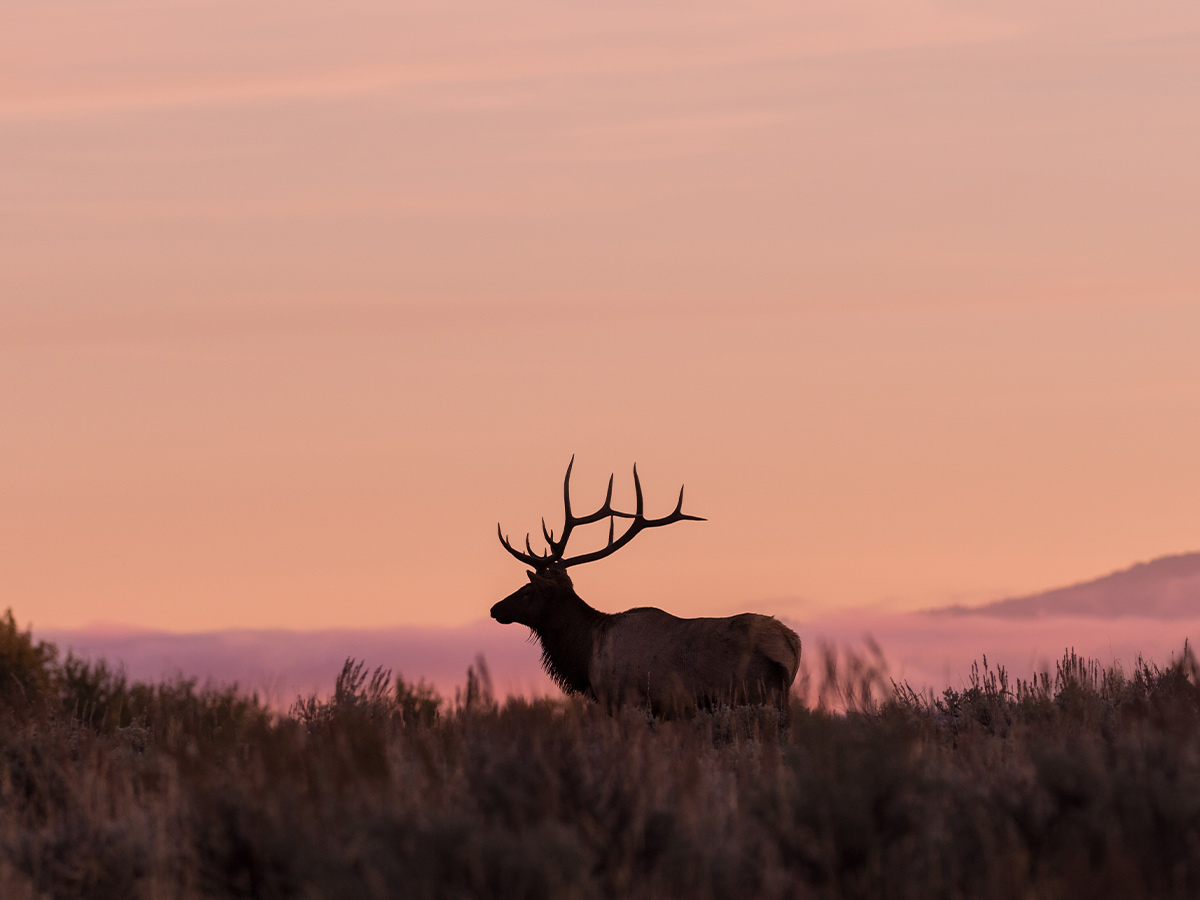 Grand Junction, Colorado: Elk