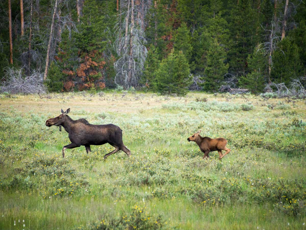Northeast Kingdom, Vermont: Moose