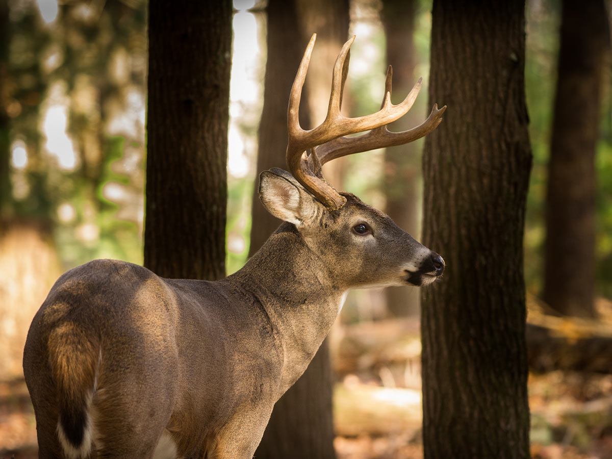 Butler County, Kansas: Deer