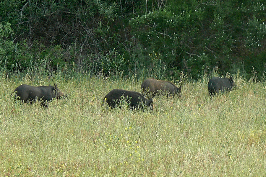 California Central Coast: Wild boar