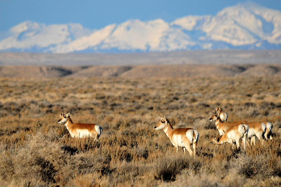 Area 58, Wyoming: Pronghorn