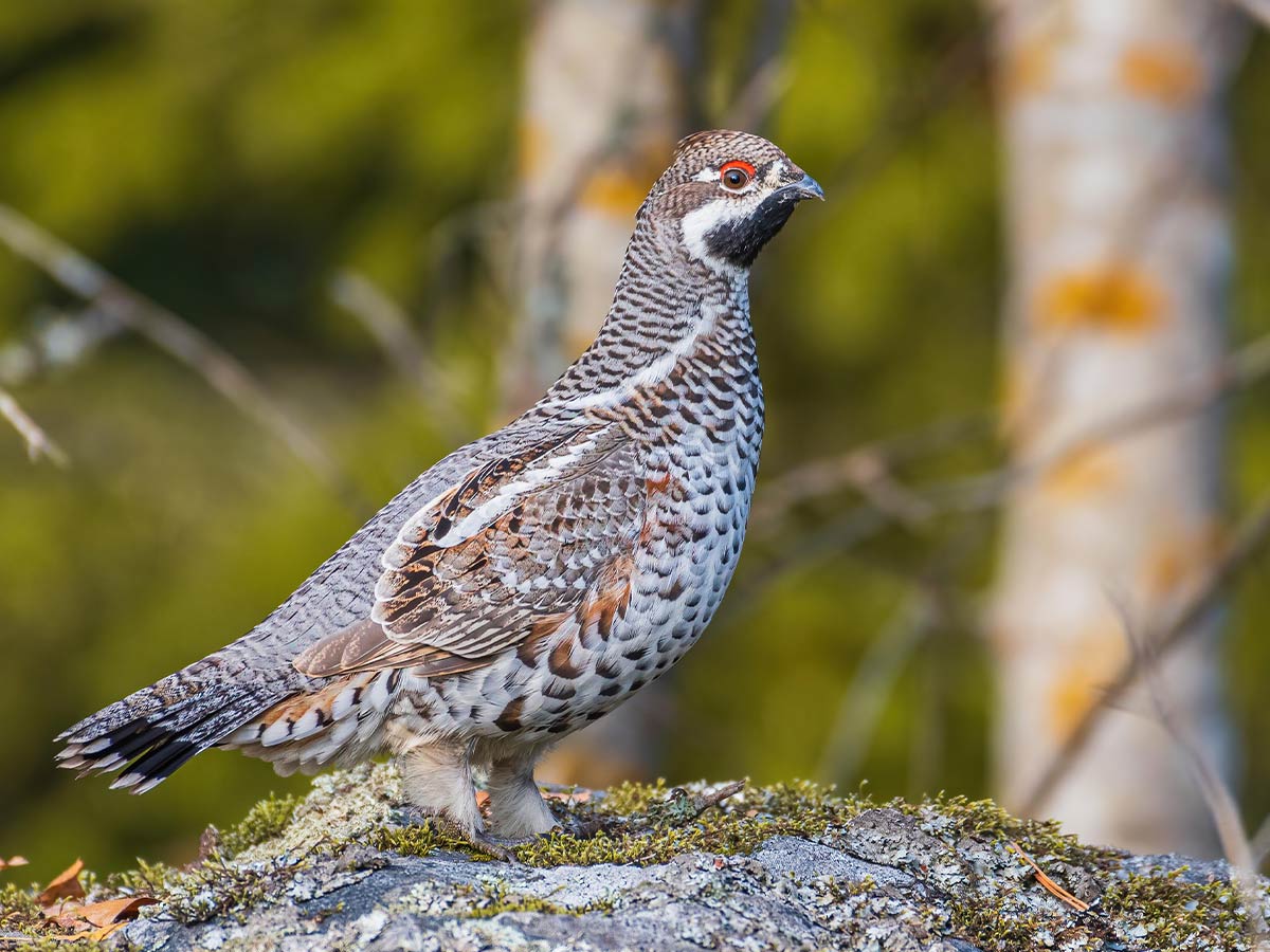 Sandy Sanders Wildlife Area, Oklahoma: Quail
