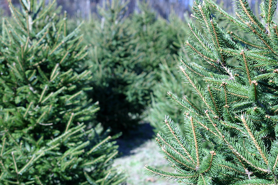 Christmas Trees
