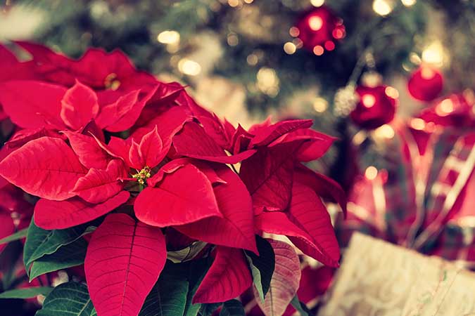 Poinsettias