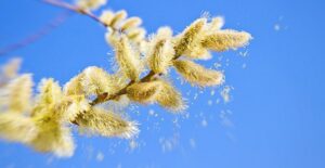 pollen causing itchy eyes