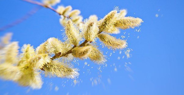 pollen causing itchy eyes