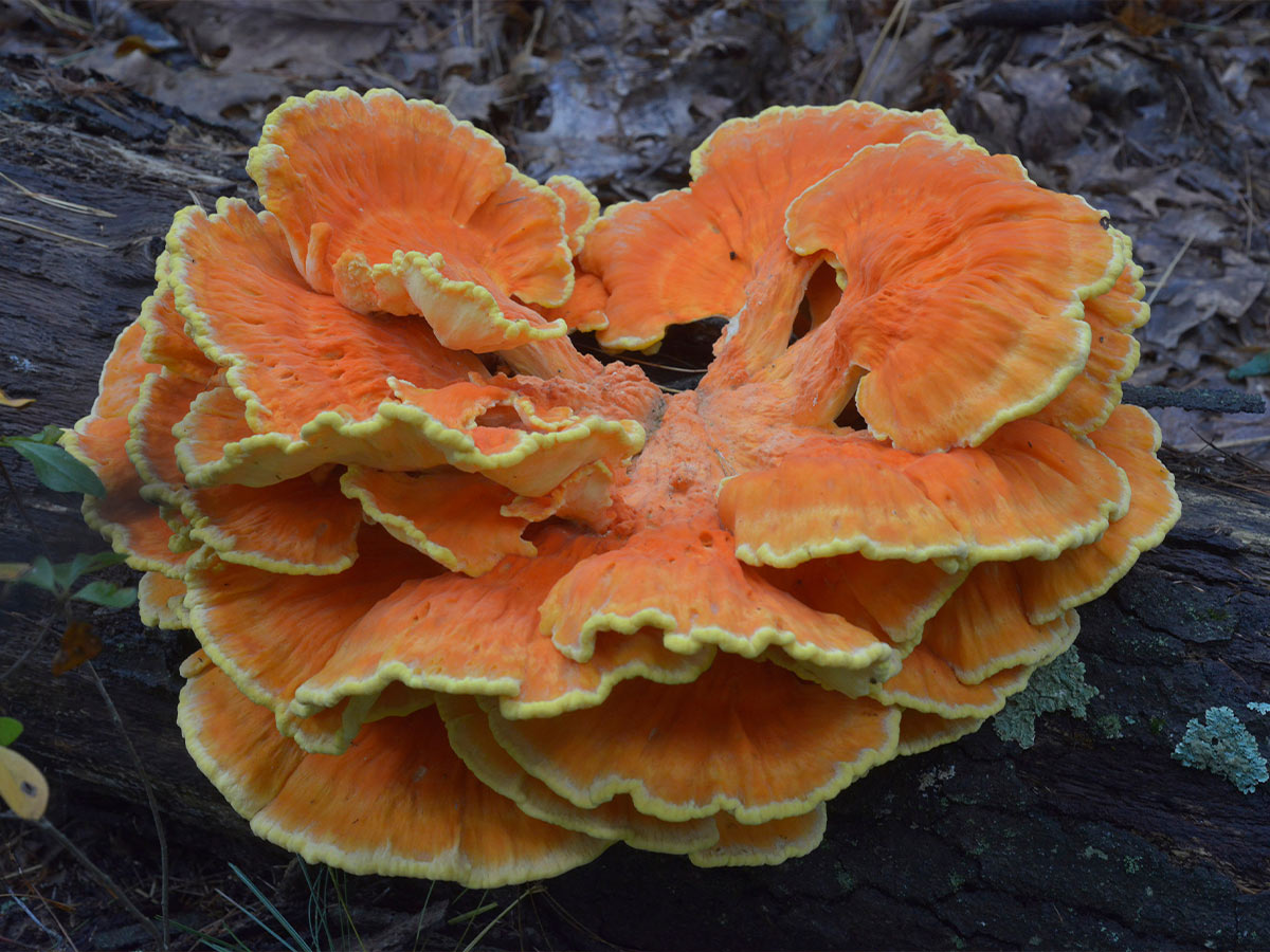Hen of the Woods