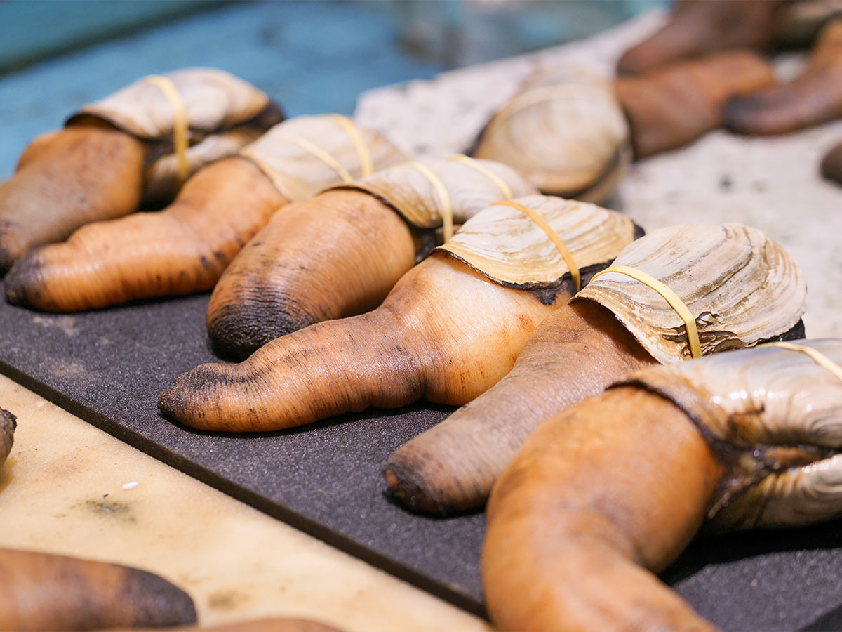 Geoduck