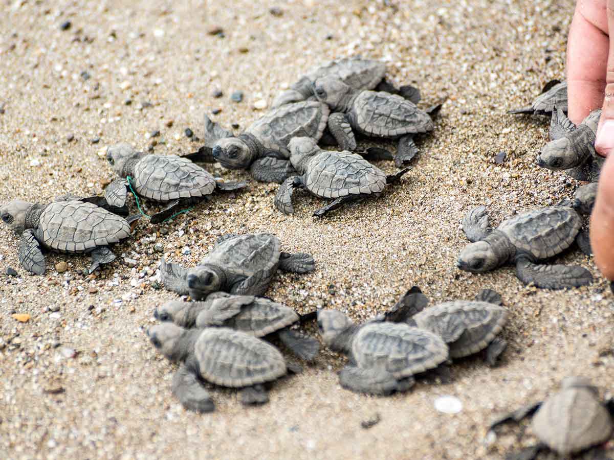 Sea Turtles