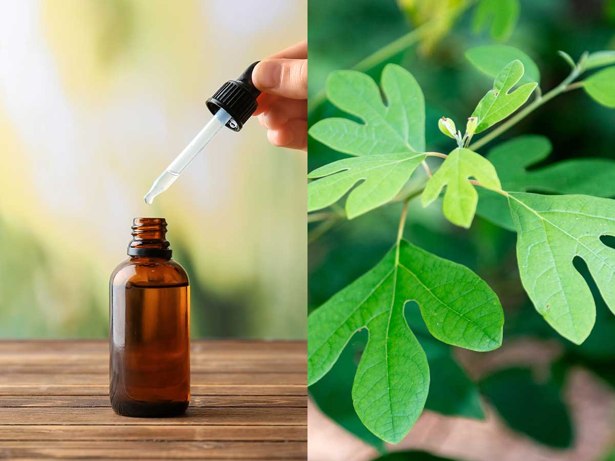 Sassafras Oil