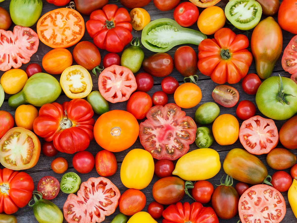 Canadian Tomatoes