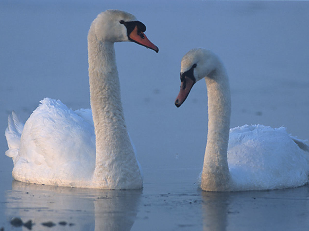 Swan