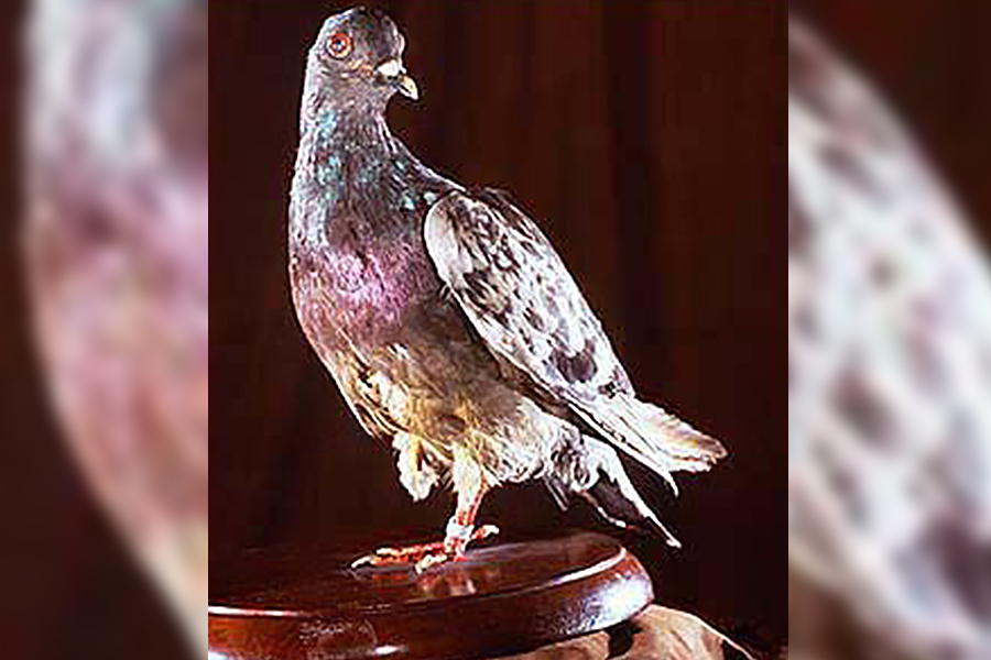Cher Ami