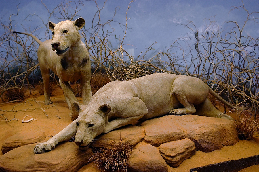 Tsavo Man-Eaters
