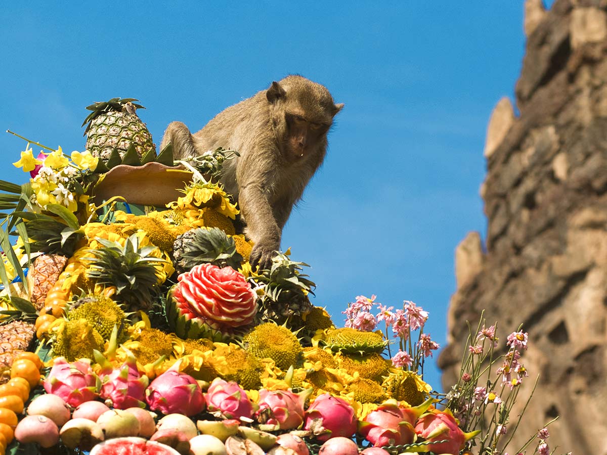Monkey Buffett