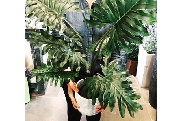 Fake Plants or Trees