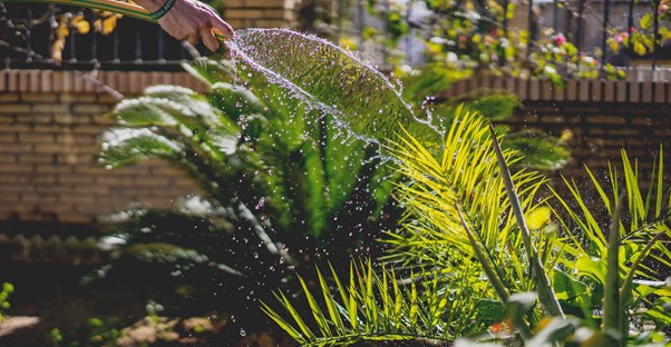 a garden hose watering garden plants