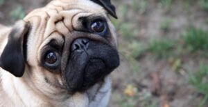 cute dog
