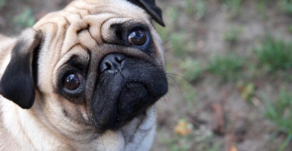 cute dog