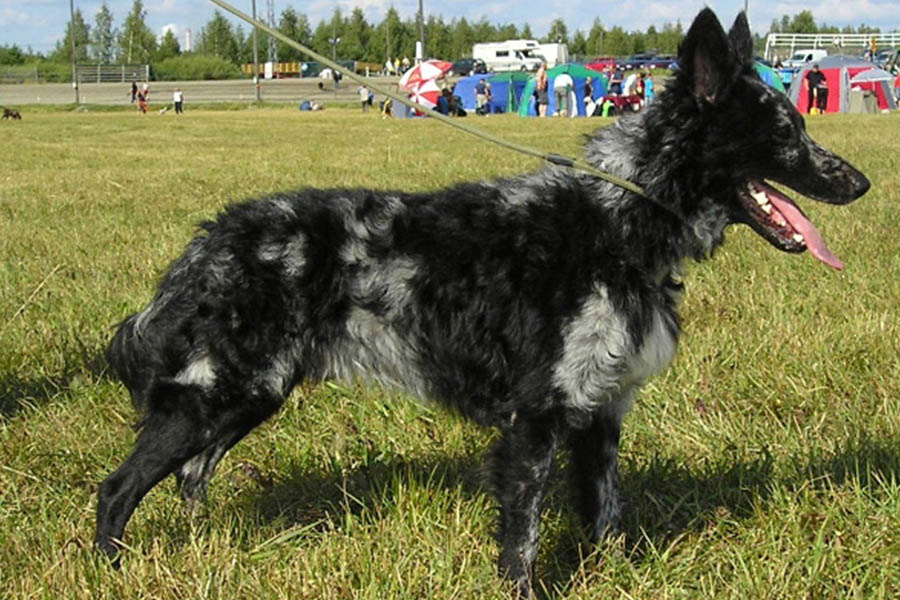 Merle Mudi