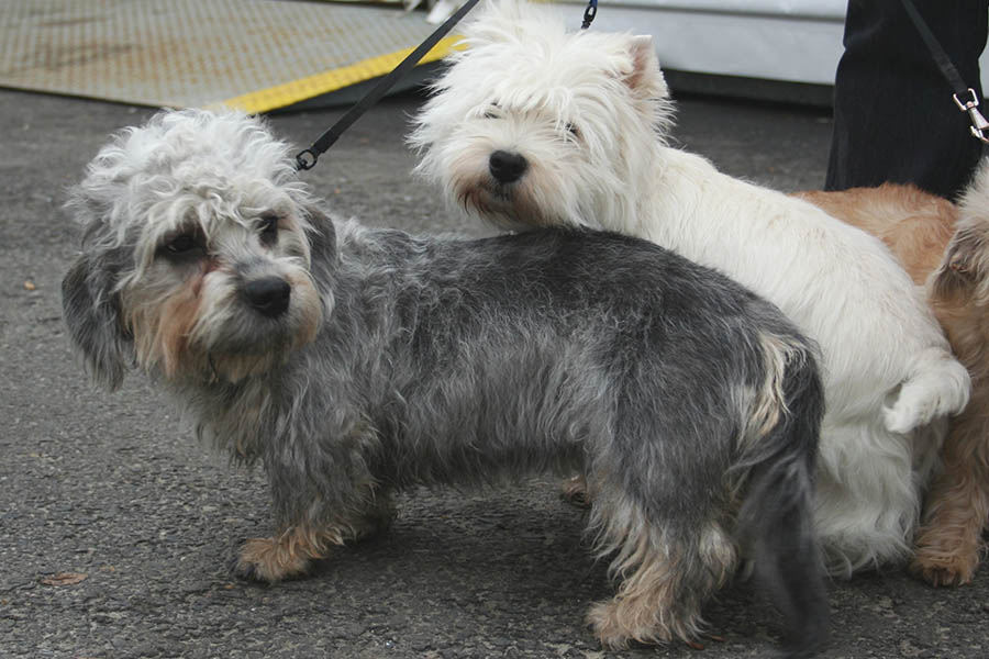 Dandie Dinmont Terrier