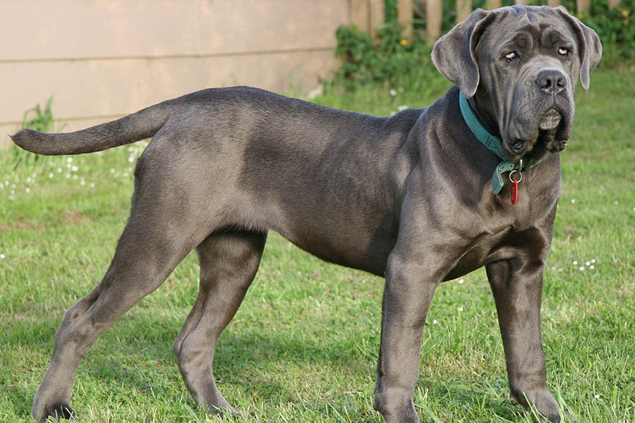 Neapolitan Mastiff