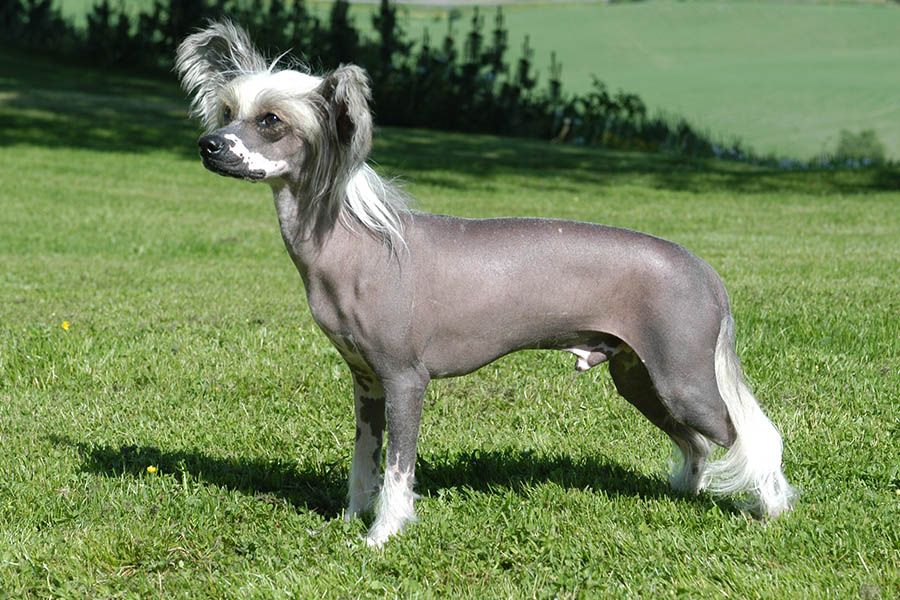 Chinese Crested Dog