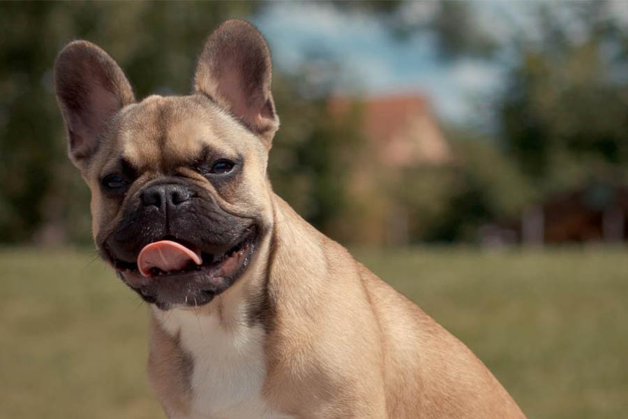 French Bulldog