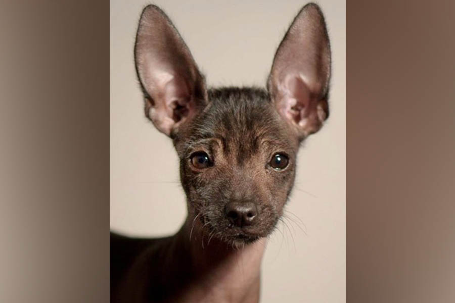 Xoloitzcuintli