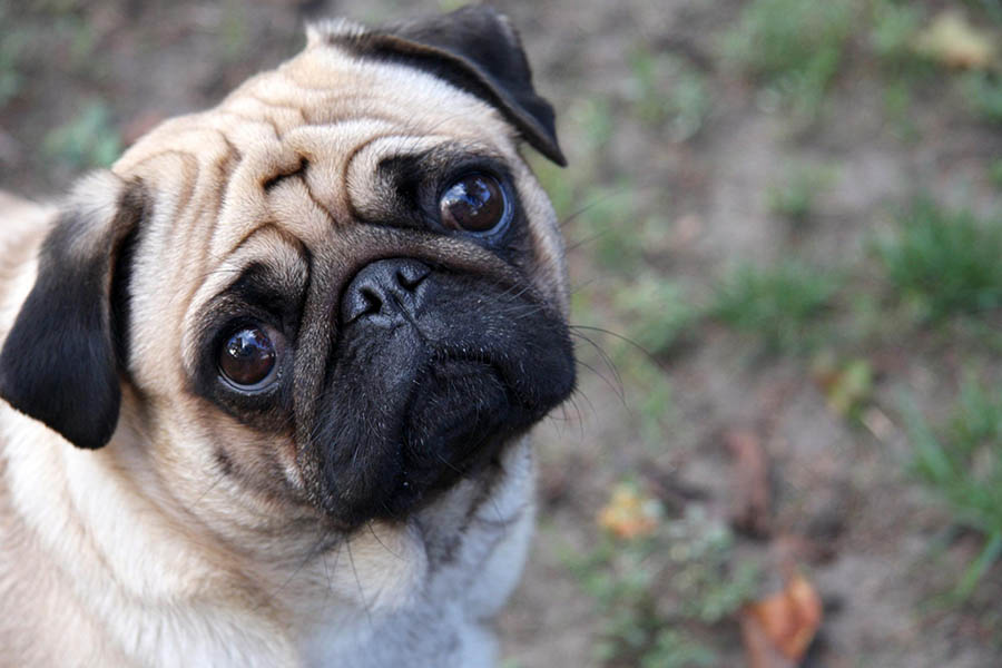 Pug