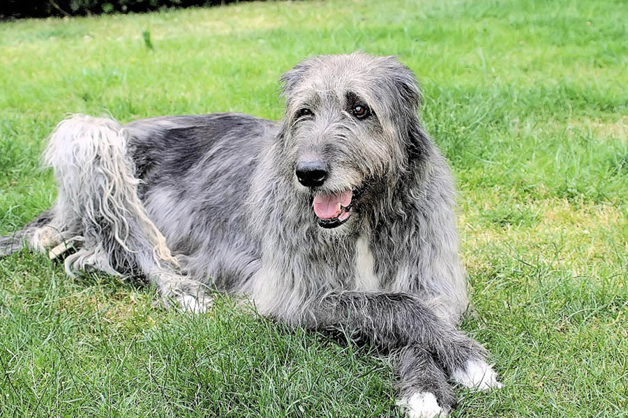 Irish Wolfhound