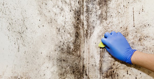 Prevent mold after water damage image.