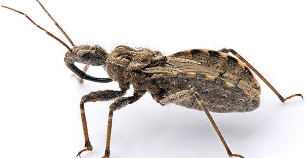 dangerous bugs